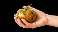Hand holding striped heirloom tomato with red and yellow coloring, isolated on transparent background. Ready for clipart, t-shirt design, print-on-demand products, stickers, and sublimation projects.