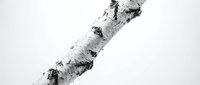 Single birch tree branch with distinctive white bark and dark markings isolated on white background for nature design projects.