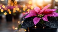 Pink poinsettia plant with water droplets on leaves against blurred golden bokeh lights background creates festive holiday atmosphere and warmth.