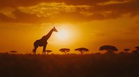 Silhouette of tall giraffe standing in African savanna landscape at golden sunset with acacia trees on horizon and dramatic orange sky with clouds.