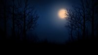 Mysterious moonlit night scene with bare tree silhouettes against deep blue sky creating atmospheric horror or fantasy backdrop for creative projects.