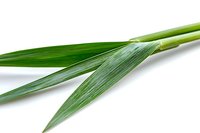 Fresh green lemongrass stalks and leaves isolated on white background, aromatic culinary herb used in Asian cuisine and essential oil production.