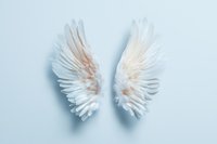 Delicate white angel wings spread symmetrically on soft blue background, featuring intricate feather detail and gentle pink undertones. Isolated design element for creative projects.
