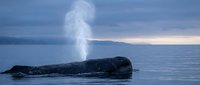 Gray whale surfacing and spouting water in calm ocean waters during twilight with mountain silhouettes in background creating peaceful marine wildlife scene.