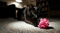Black cat with bright green eyes playing with pink ribbon bow on carpet in cozy home interior with bookshelves and warm lighting.
