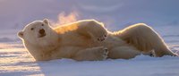 Polar bear resting on snow during golden hour sunset in Arctic wilderness with dramatic sky and warm lighting creating peaceful winter scene.