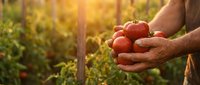 Farmer hands holding fresh ripe red tomatoes in garden during golden hour sunset. Organic vegetable harvest concept for healthy eating and agriculture.