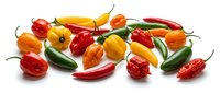 Colorful assorted hot chili peppers in red, orange, yellow and green varieties isolated on white background for culinary and cooking designs.