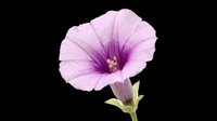 Pink purple morning glory flower isolated on transparent background, ready for stickers, t-shirt design, print on demand, sublimation, and clipart use.
