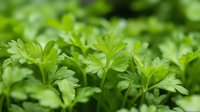Fresh green parsley leaves close up macro shot with selective focus, natural organic herbs growing in garden, culinary aromatic plant background.