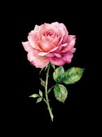 Watercolor pink rose with green stem and leaves, isolated on transparent background. Ready for t-shirt design, stickers, clipart, sublimation, and print on demand.
