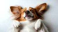 Playful papillon dog with brown and white fur smiling and resting paws on white surface, close-up portrait showing characteristic butterfly ears and happy expression.