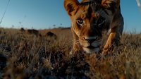 Female lioness in hunting position crawling through dry savanna grass during golden hour, close up view of predator face with intense focused gaze.