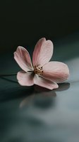 Delicate pink cherry blossom flower on dark background with soft reflection. Macro photography with shallow depth of field creates dreamy spring atmosphere.