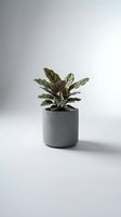 Calathea houseplant in modern gray ceramic pot on white background for minimalist home decor and interior design projects.