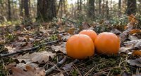 Two fresh orange pumpkins resting on autumn forest floor among fallen leaves and moss, seasonal harvest decoration for fall holidays and thanksgiving.