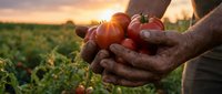 Farmer hands holding fresh ripe tomatoes at sunset in agricultural field. Organic farming and harvest concept for healthy food production and agriculture.
