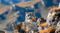 Snow leopard resting on rocky mountain ledge against blurred mountainous background, displaying majestic feline features in natural habitat during golden hour.