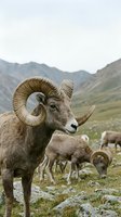 Majestic bighorn sheep ram with curved horns standing in alpine mountain meadow with flock grazing in natural wilderness habitat during golden hour.