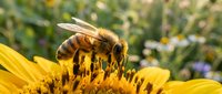 Honeybee collecting nectar and pollen from bright yellow sunflower in summer garden. Close-up macro shot shows pollination process in natural outdoor setting.