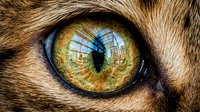 Close-up of a feline eye with golden amber iris and vertical pupil, surrounded by brown tabby fur, reflecting light and detail for wildlife and animal studies.