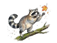 Playful raccoon reaching for autumn leaves while standing on a mossy branch, isolated on white background for design and clipart use.