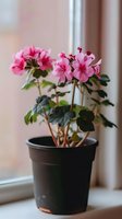 Pink geranium flowers blooming in black plastic pot on windowsill, soft natural lighting creates gentle atmosphere for home garden and interior decor.