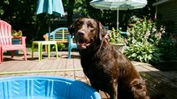 Chocolate Labrador retriever dog sitting by swimming pool on sunny summer day in backyard patio with outdoor furniture and umbrellas for relaxation.
