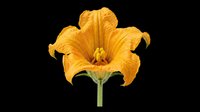 Bright golden yellow iris flower with ruffled petals isolated on transparent background. Ready for t-shirt designs, clipart, stickers, print-on-demand products, and sublimation projects.