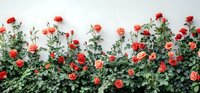 Vibrant red and coral roses growing against white wall, creating elegant floral border for garden landscape design.