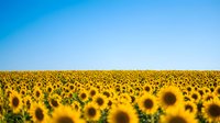 Endless sunflower field stretching to horizon under clear blue sky, golden blooms creating natural carpet for agriculture and farming concepts.