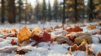Colorful autumn leaves scattered on snow-covered ground with blurred winter forest background. Seasonal transition from fall to winter nature scene.