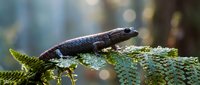 Small salamander resting on moss-covered fern frond in dappled forest sunlight. Wildlife amphibian in natural woodland habitat for nature education.
