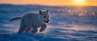 Arctic fox running through snow during golden hour sunset with magical light particles creating dreamy winter wildlife scene in polar landscape.