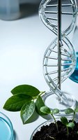 Glass DNA double helix model with green plant seedling in laboratory setting representing biotechnology and genetic research applications.