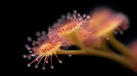 Macro photography of carnivorous sundew plant with glistening dewdrops on tentacle-like structures against dark background, showing nature's predatory adaptation.