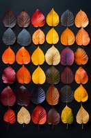 Colorful autumn leaves arranged in rows on black background, showcasing seasonal gradient from yellow to deep burgundy.