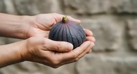 Hands holding fresh dark fig fruit against blurred stone wall background. Suitable for food, agriculture, harvest, and healthy eating content.