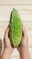 Hands holding fresh bitter melon with bumpy textured skin against wooden background. Organic vegetable for cooking and healthy nutrition.