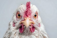 Close-up portrait of white chicken with red comb and wattles against gray background, showing intense amber eyes and detailed feather texture.