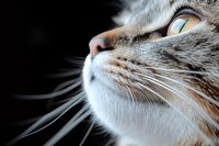 Close-up macro shot of gray tabby cat face profile showing whiskers, nose and eye detail against dark background, highlighting feline features and textures.