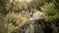 Cream-colored cat with dark points resting on moss-covered stone in lush garden surrounded by wildflowers and green foliage, suitable for pet and nature content.