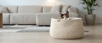 Cat sitting in woven basket in modern living room with beige sofa and potted plants, cozy home interior design.