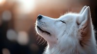 White husky dog looking up with closed eyes in warm sunlight, peaceful canine expression with soft bokeh background for pet care and animal wellness content.