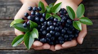 Fresh blueberries with green leaves in cupped hands on rustic wooden background. Healthy organic superfood harvest concept for nutrition and wellness.