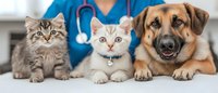 Veterinarian in blue scrubs with stethoscope poses with three pets - fluffy gray cat, white cat, and mixed breed dog at veterinary clinic examination table.