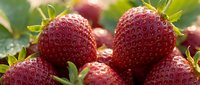 Fresh ripe strawberries with green leaves in natural sunlight, organic summer fruit harvest ready for healthy eating and culinary preparations.