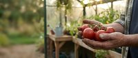 Farmer holding fresh ripe tomatoes in cupped hands at organic garden greenhouse. Harvest season agriculture concept for healthy eating and sustainable farming.