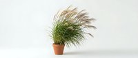 Ornamental grass plant in terracotta pot with flowing feathery plumes swaying in breeze, isolated on white background for home decor and gardening designs.
