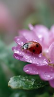 Ladybug resting on pink rose petal covered in morning dew drops. Macro photography captures intricate details of insect and water droplets in soft natural light.